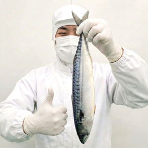 초왕특대 손질 고등어 노르웨이 자반 버터플라이 고등어 450g, 100개