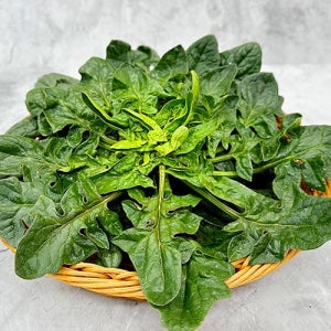 섬초 1kg 2kg 육케아 시금치나물 겨울초 산지직송