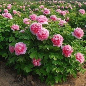 목단(모란) 3년생 포트묘 겹꽃 개화주 묘목 조경수