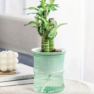 수경식물 화분 재배 인테리어 수경재배