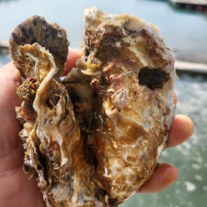 아제밥상 제철 여수 석화 5Kg 생굴