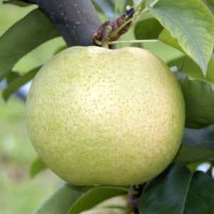 설원 배나무묘목 접목 1년생 과수