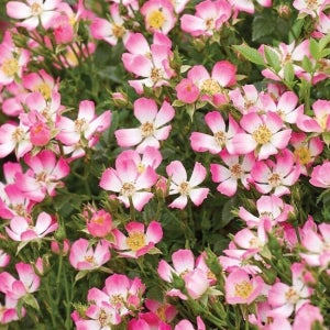 신품종 장미묘목 큐티파이 15m 조경수 관상수