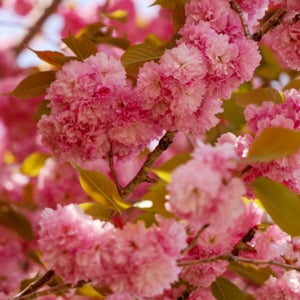 목단 벚나무묘목 접목 1년생 조경수 관상수