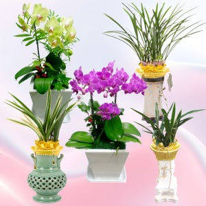 대구 달서구난배송 달서구 축하난 난보내기 천사꽃배달