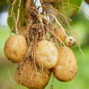 포슬포슬 분많은 국산 두백 수미 햇감자 홍감자 2kg 3kg 5kg 10kg