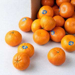 만다린귤 제주 진지향 감귤5kg 고당도 맛있는 2kg 3kg 서귀포 대포 귤5키로