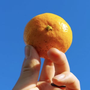 제주 귤 친환경 무농약 고당도 조생 제철 감귤 감귤왕 산지직송 3kg 5kg 10kg