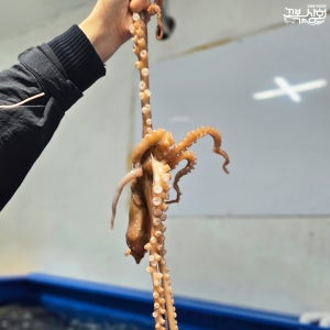 제철 살아있는 국내산 산낙지 1마리 뻘낙지 세발낙지 대낙지 [꼬복상회]