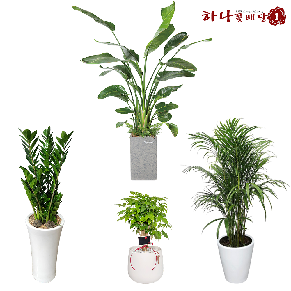 봉화개업화분 봉화꽃배달