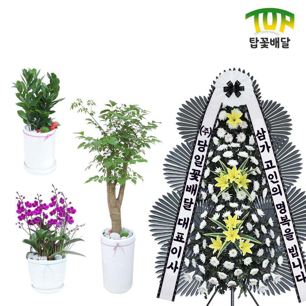 봉화개업화분 축하화환 꽃배달