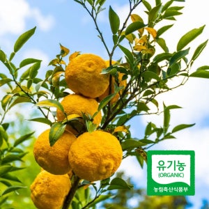 유기농 유자 햇유자 생과 1kg