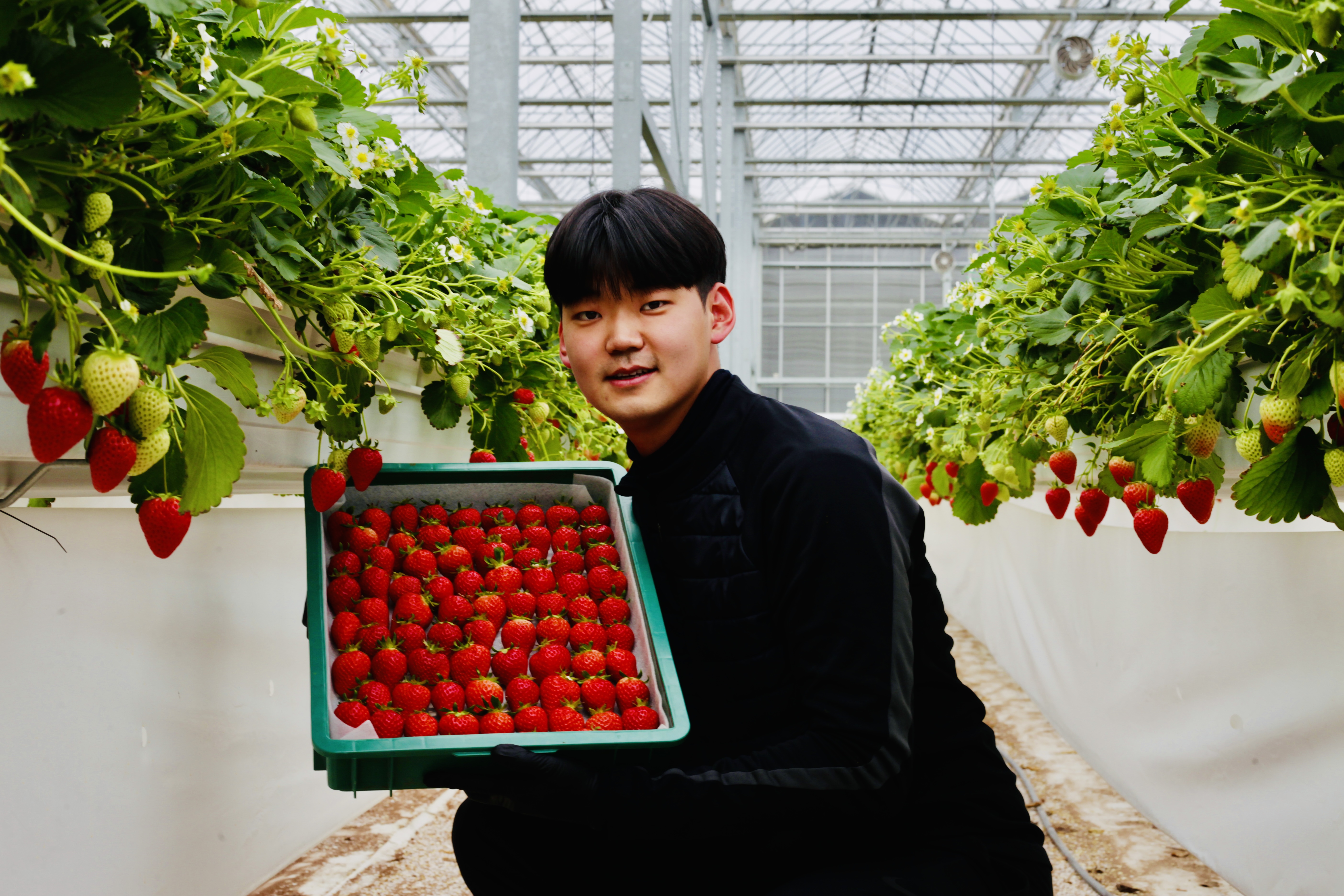 메리팜 딸기 프리미엄 설향 딸기 선물용 딸기 산지직송 생딸기 1KG