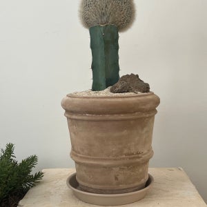 밍크 용신목 선인장 개업화분 플랜트로그