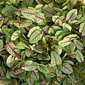 레드소렐 적소렐 쏘렐 20g 파인다이닝 가니쉬채소