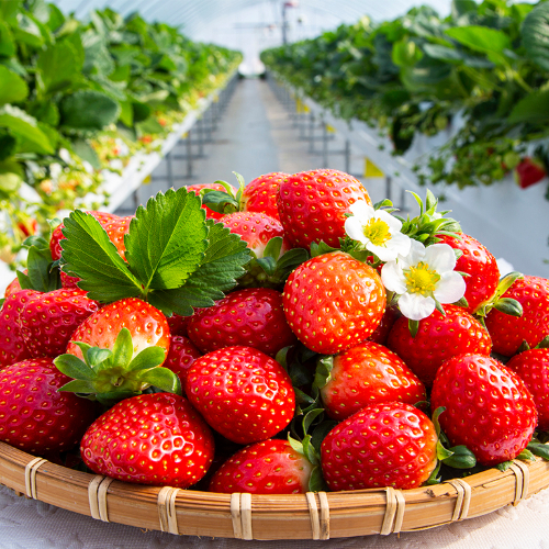딸기 설향 고당도 생딸기 프리미엄 논산 제철 산지직송