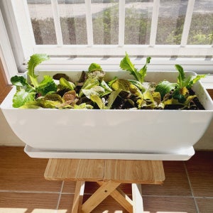 직사각화분 베란다 텃밭 플랜트박스 상추키우기 국내제작