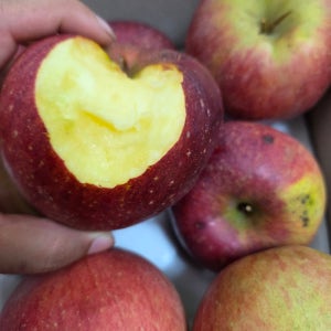 지훈이네 못난이 부사사과 4kg