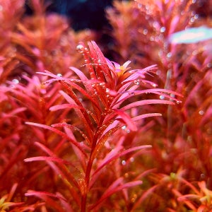 수초 키우기 로탈라블러드레드 23줄기 초보 어항 음성 구피 새우 은신처 무균 수질정화