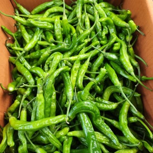 국내산 꽈리고추 찜고추 볶음고추 500g, 1kg