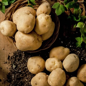 [고랭지농가직송] 국내산 두백 감자 포슬포슬 햇 홍 수미 카스테라 5kg 10kg