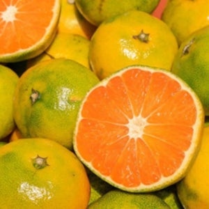 귤 10키로 5kg 10kg 쥬스용 제주 노지 재주 달달한 꼬마 못난이 귤 감귤 선물