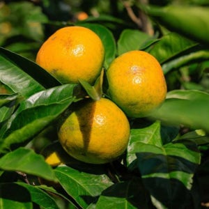 귤 10키로 5kg 10kg 쥬스용 제주 노지 재주 달달한 꼬마 못난이 귤 감귤 선물