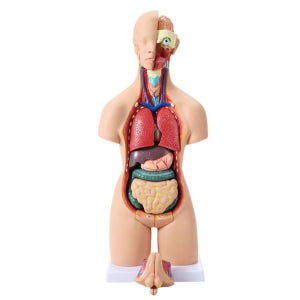 인체모형 인체 장기 모형 해부 구조 의대 실습 분리 해부학 모델 전신 교육용 45CM