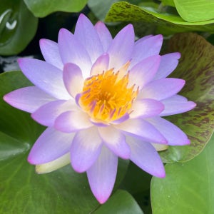 시암퍼플1 수련묘목 1뿌리 보라색꽃 수생식물