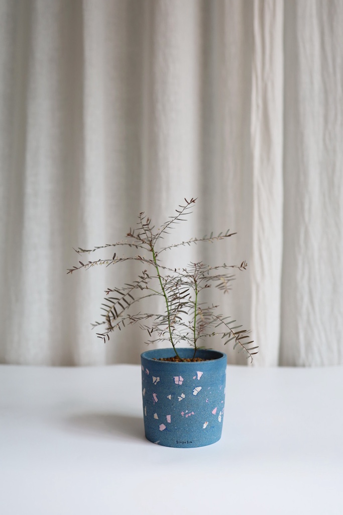 [<b>위트</b>앤<b>그라스</b>/동일품] 필란서스 페어리