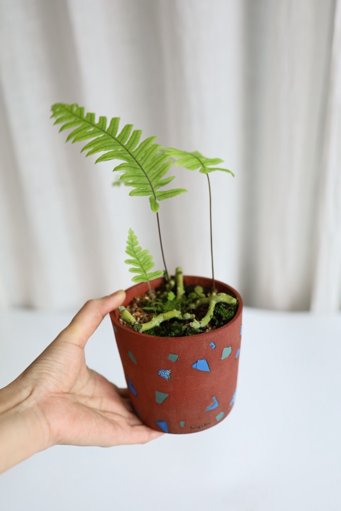 [<b>위트</b>앤<b>그라스</b>/동일품] 누에발 고사리