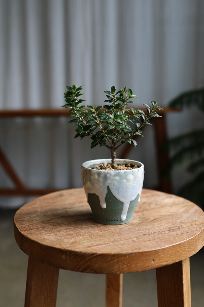 [<b>위트</b>앤<b>그라스</b>/동일품] 미니호랑가시나무 크리스마스