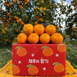 제주도 고당도 감귤 조생 10kg 5kg 3kg 서귀포 농장 산지직송 한라봉 천혜향