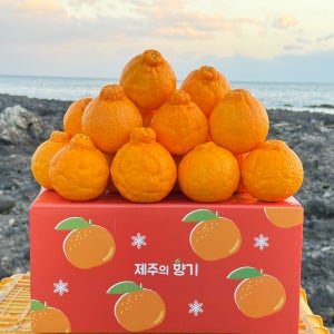 제주도 고당도 한라봉 천혜향 감귤 10kg 5kg 3kg 특품 중대과 서귀포 농장직송