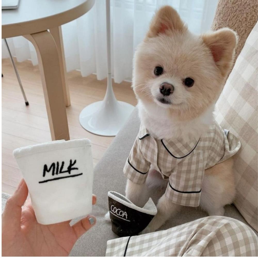 커플룩 강아지잠옷 실내복 푸들 애견파자마 프렌치불독 말티즈옷