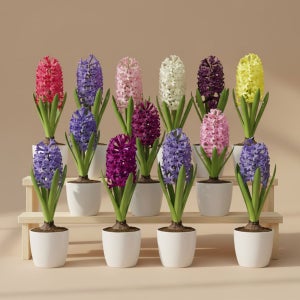 가든조아 네덜란드 오리지널 히아신스 추식 구근 5구 봄꽃 저온처리 구근식물 키우기