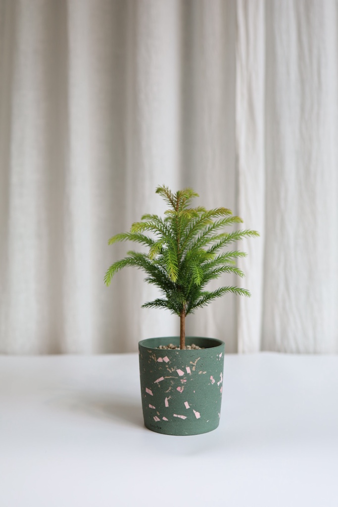 [<b>위트</b>앤<b>그라스</b>/동일품] 아라우카리아 크리스마스