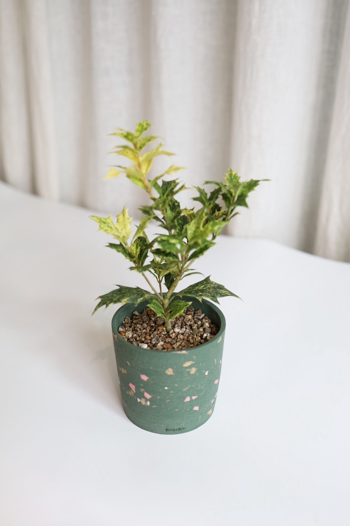 [<b>위트</b>앤<b>그라스</b>/동일품] 무늬호랑가시나무 크리스마스