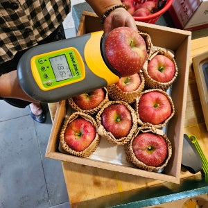 사과 부사 시나노골드 경북 봉화 청송 안동 선물용 가정용 꿀사과 10KG