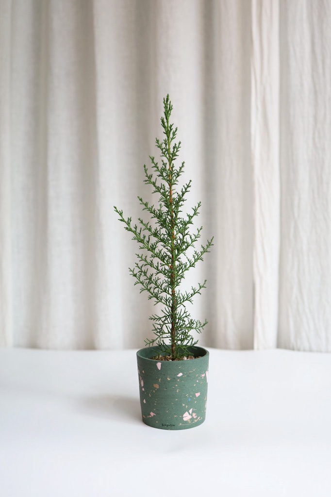 [<b>위트</b>앤<b>그라스</b>/동일품] 이탈리안 사이프러스 크리스마스