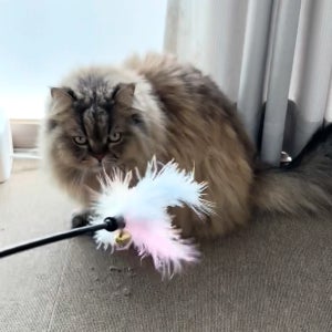 고양이 장난감 무지개 깃털 스틱 캣 토이
