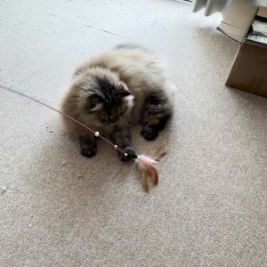 고양이 장난감 깃털 방울 낚시대 캣 토이
