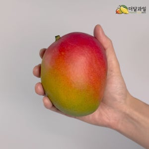 페루 애플망고 6입 / 10입 항공수입 프리미엄 열대과일 생과