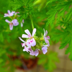 구문초(로즈제라늄) 씨앗 200립 대포장