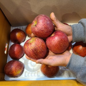 루리네사과 당도 높은 경북 재배 빨간 부사 사과 소과 중과 대과 2KG 3KG 5KG