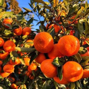 제주 타이벡 감귤 10kg 효돈 타이백 귤 10키로 제주도 택배 5kg 만다린 황금향