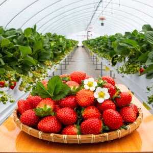 25년 첫 출하 논산 설향딸기 산지직송 고당도 제철 생딸기 특품 750g 내외