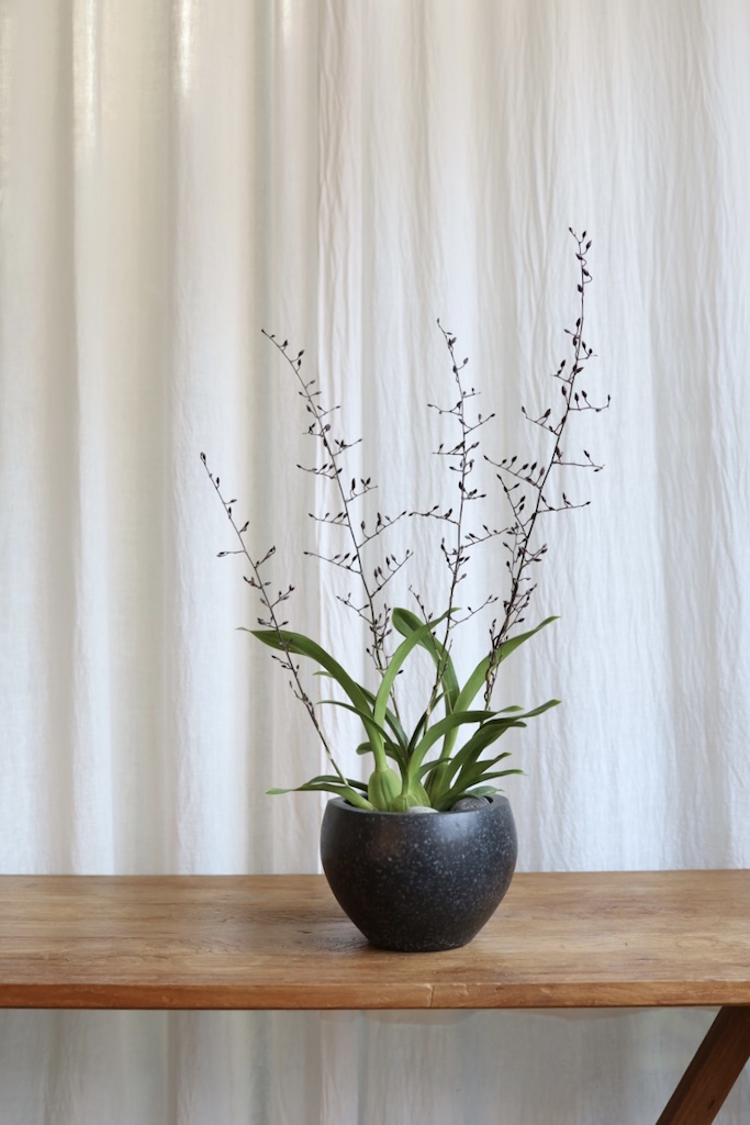 [<b>위트</b>앤<b>그라스</b>/동일품] 오돈토글로섬