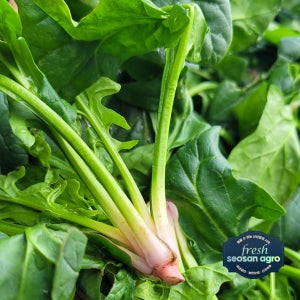 프레시서산아그로 국내산 시금치 해풍맞고 자란 남해보물초 2kg, 1개