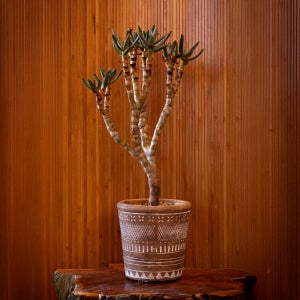 아프리카 식물 알로에 라모시시마 Aloidendron ramosissimum